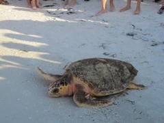 sea turtle nesting season starts wednesday